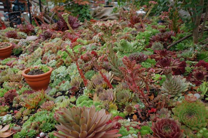 Sempervivum Dachwurz Hauswurz